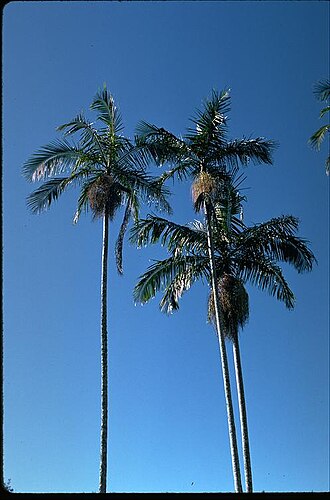 Piccabeen Palm