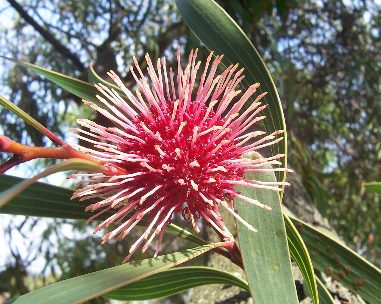 Pincushion Hakea (Kodjet)