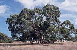 Pink Gum