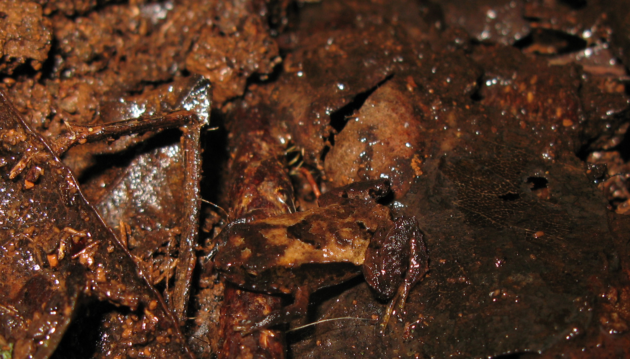 Pouched Frog