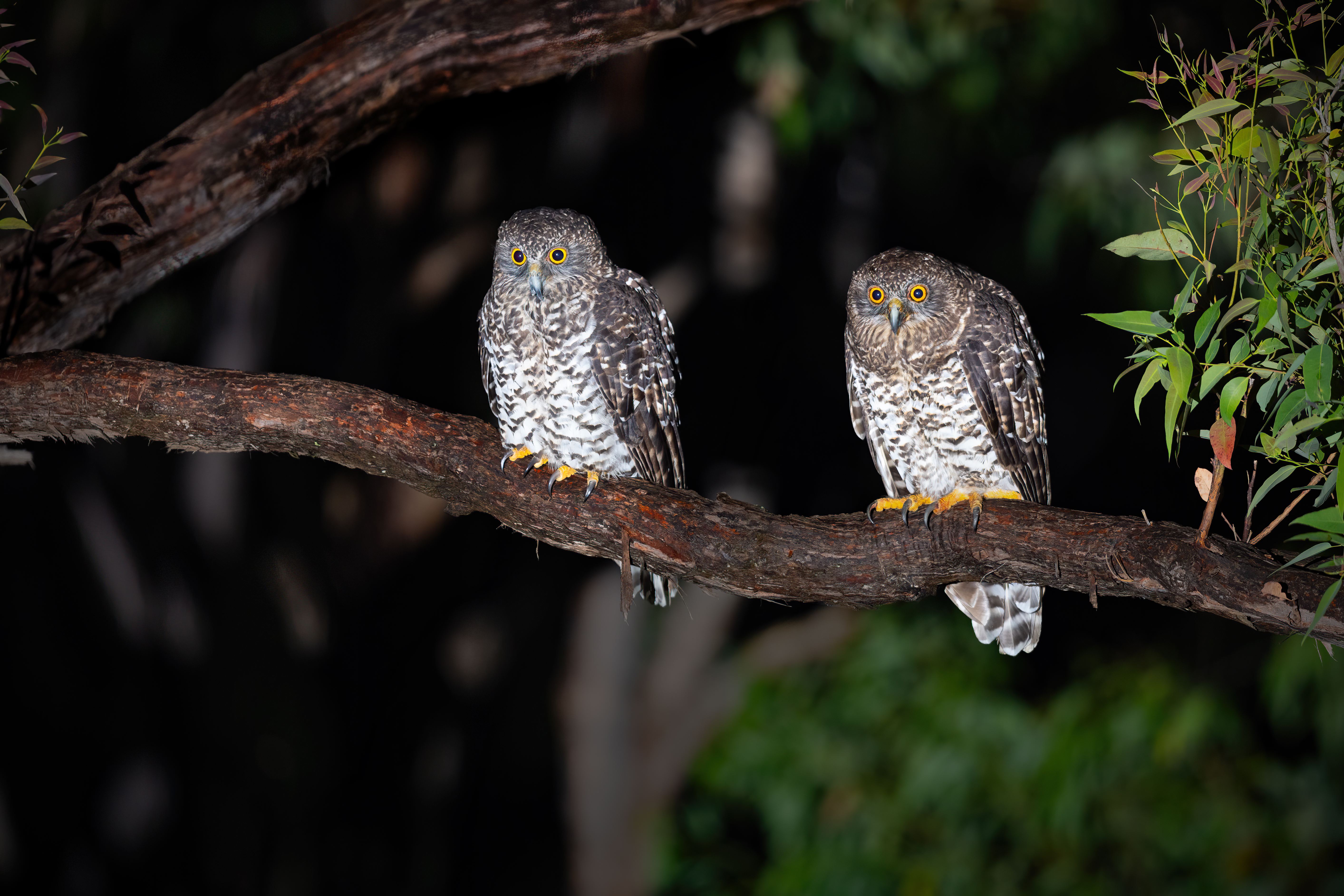 Powerful owl