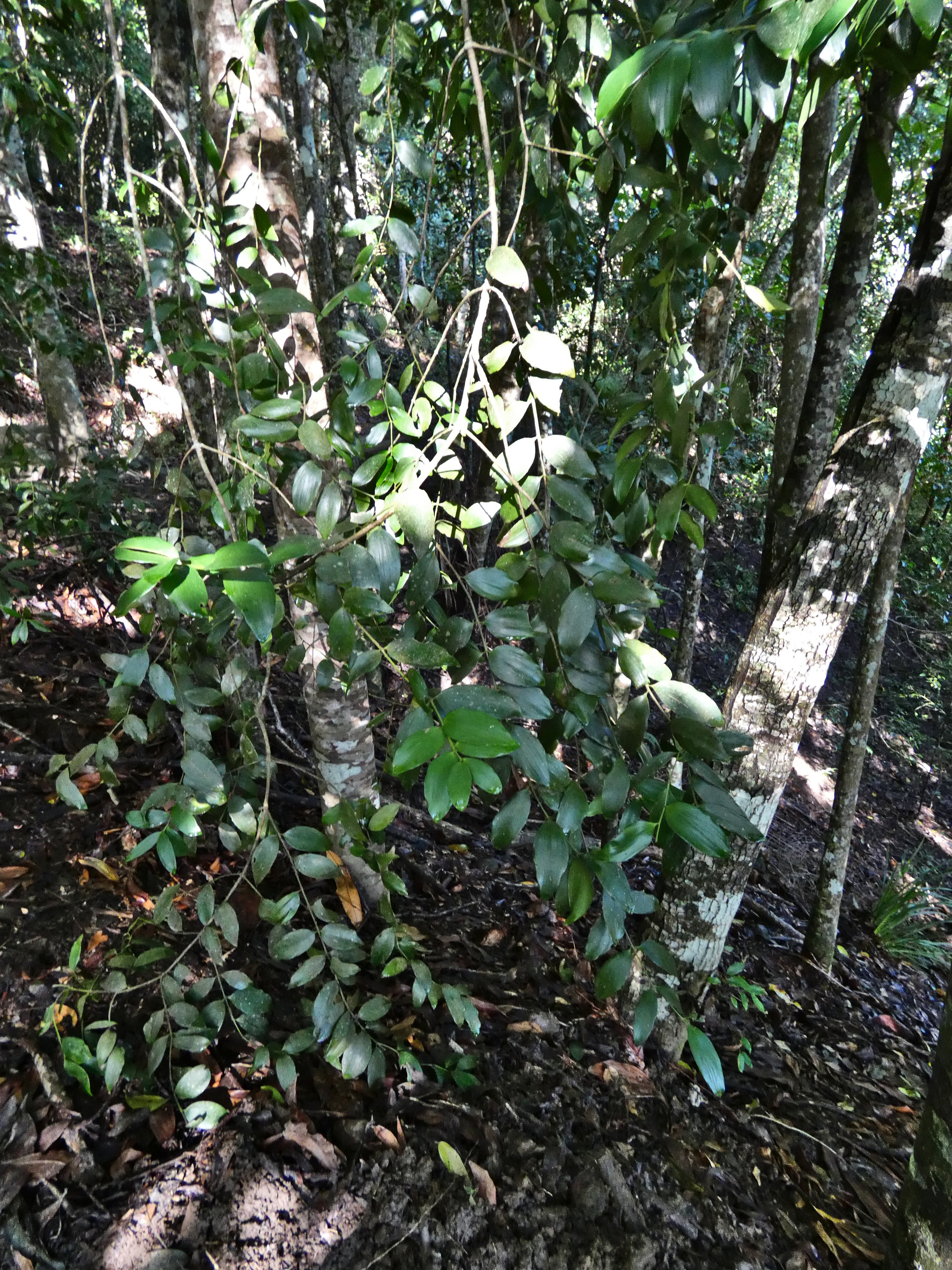 Queensland Kauri