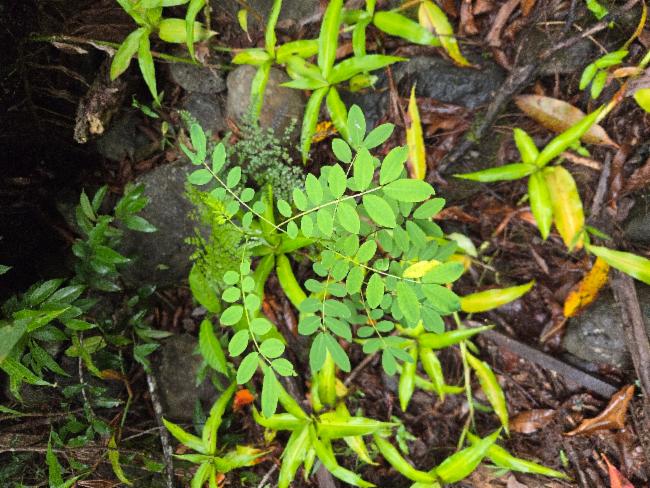 Rainforest Cassia