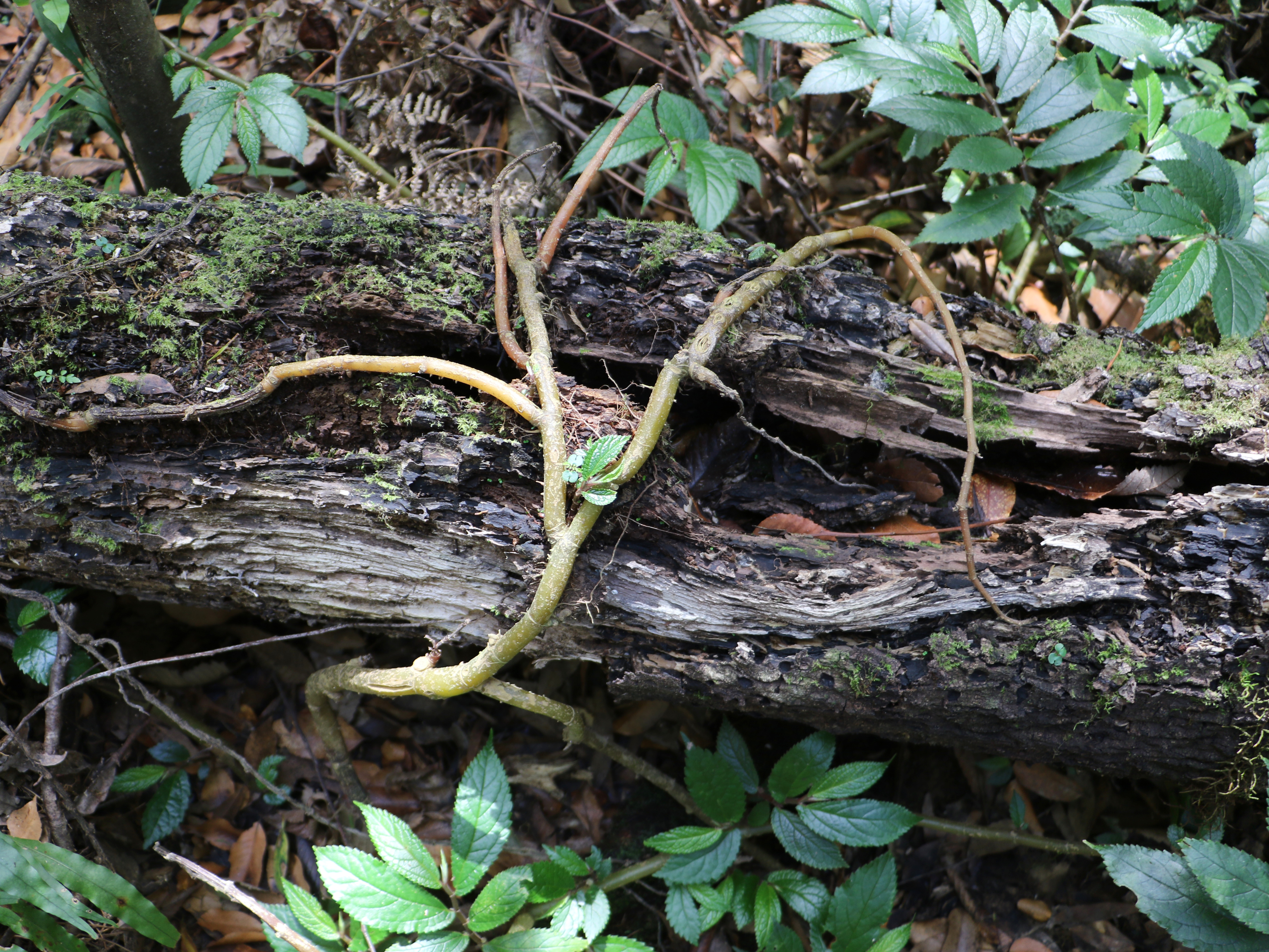 Rainforest Spinach