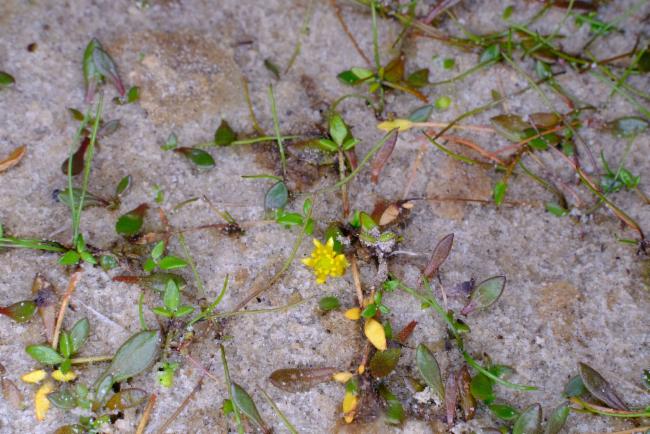 Ranunculus acaulis