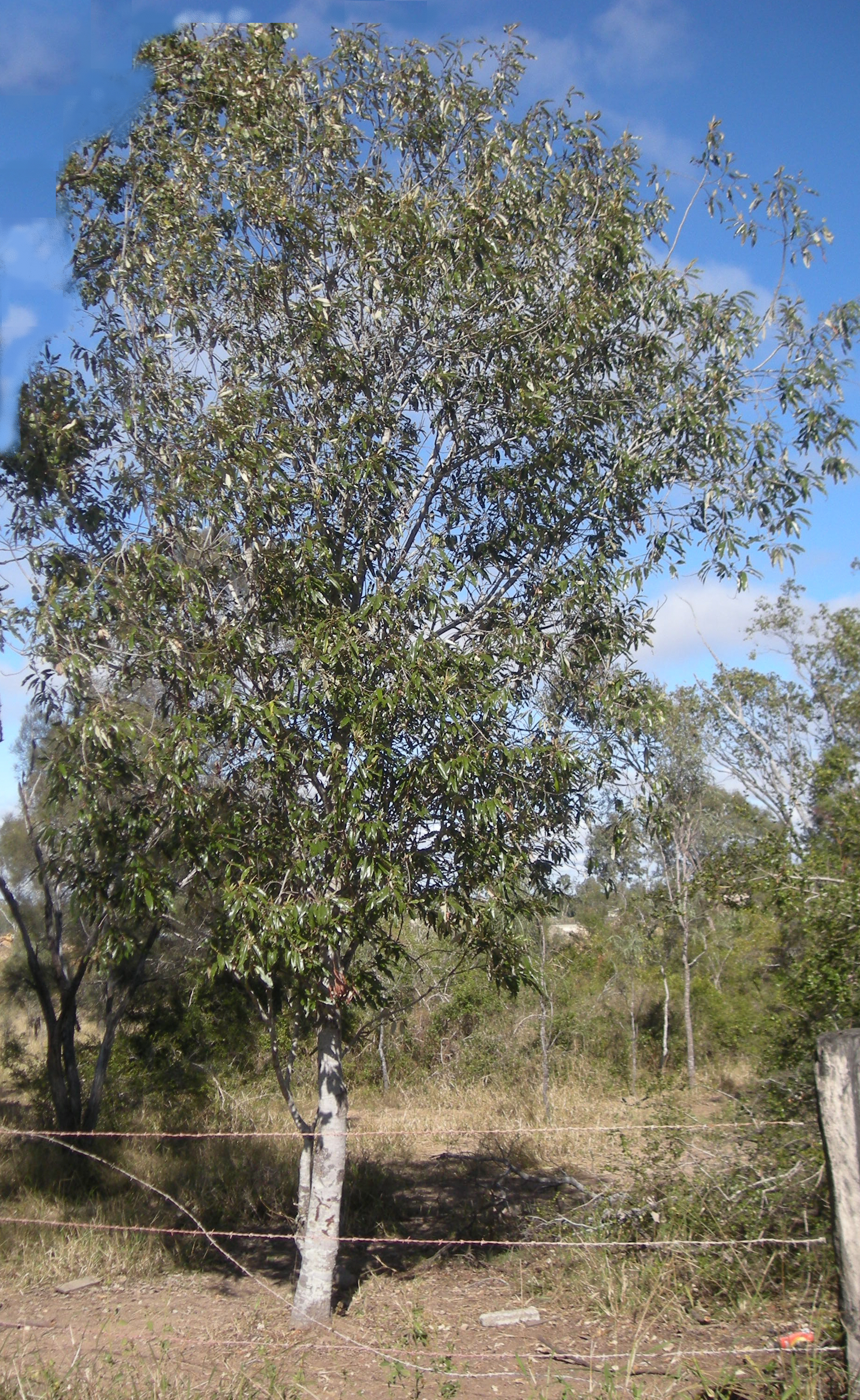 Red Ash (Pink Ash)