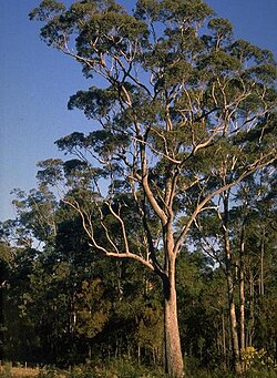 Red Bloodwood