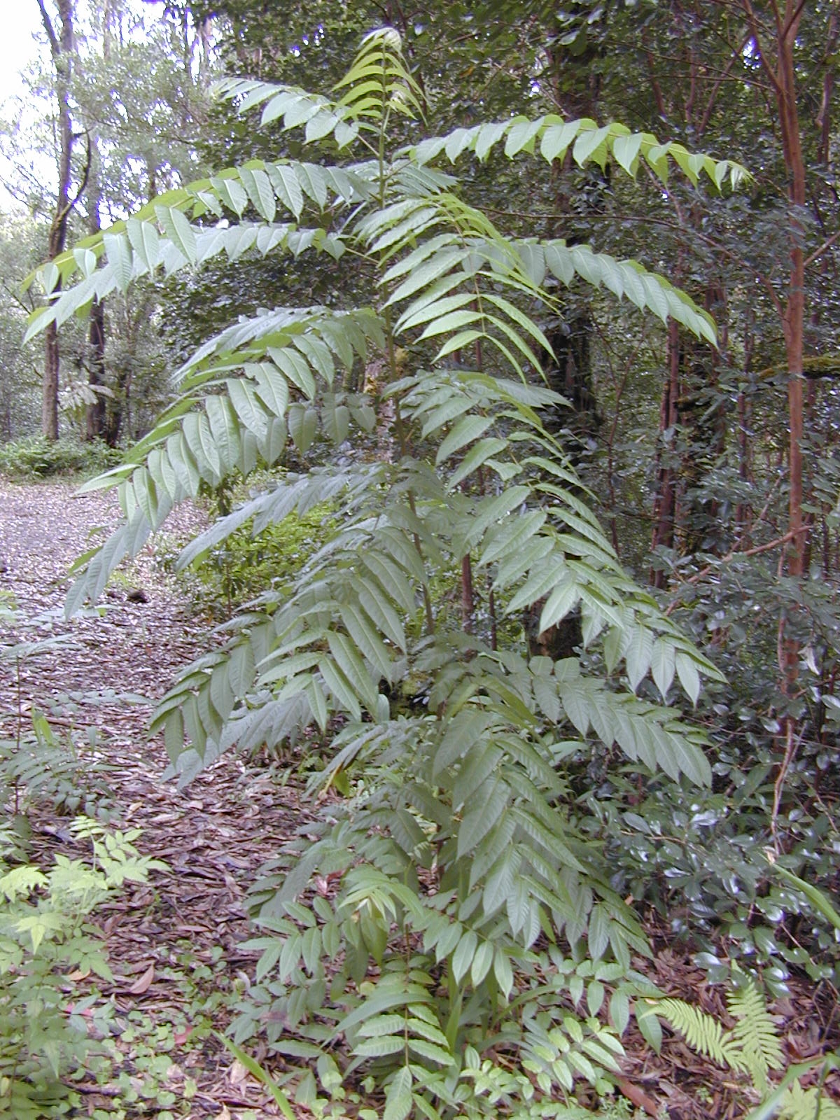 Red Cedar