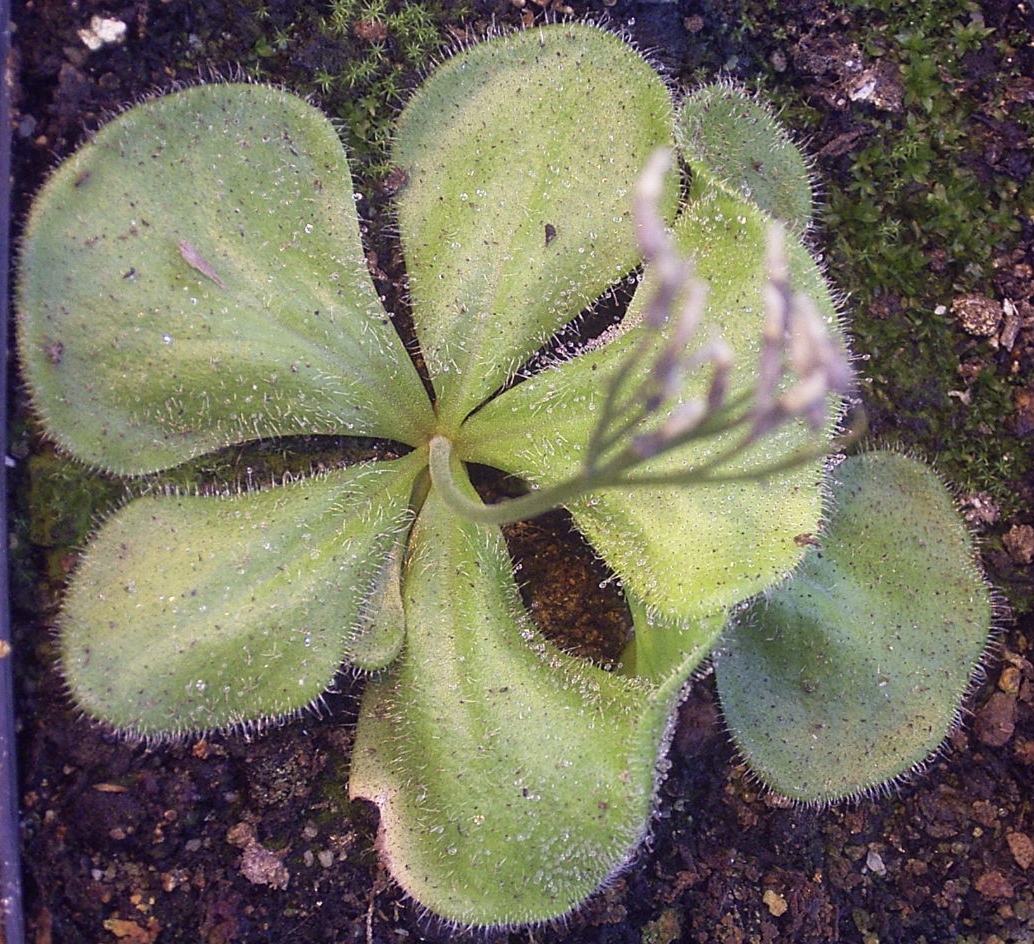 Red Ink Sundew