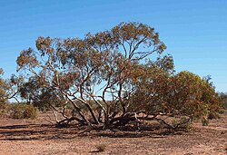 Red Mallee