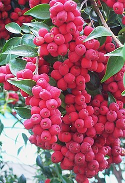 Riberry (Lilli Pilli)