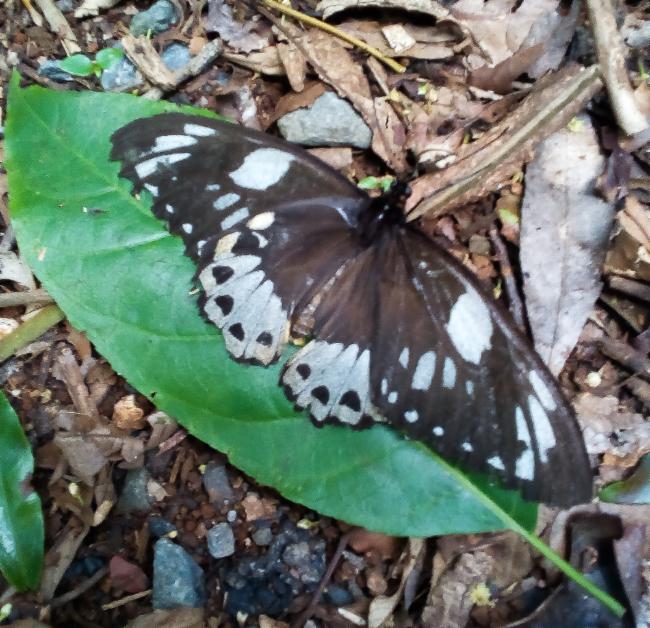 Richmond Birdwing Butterfly