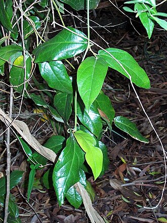 Richmond Birdwing Vine