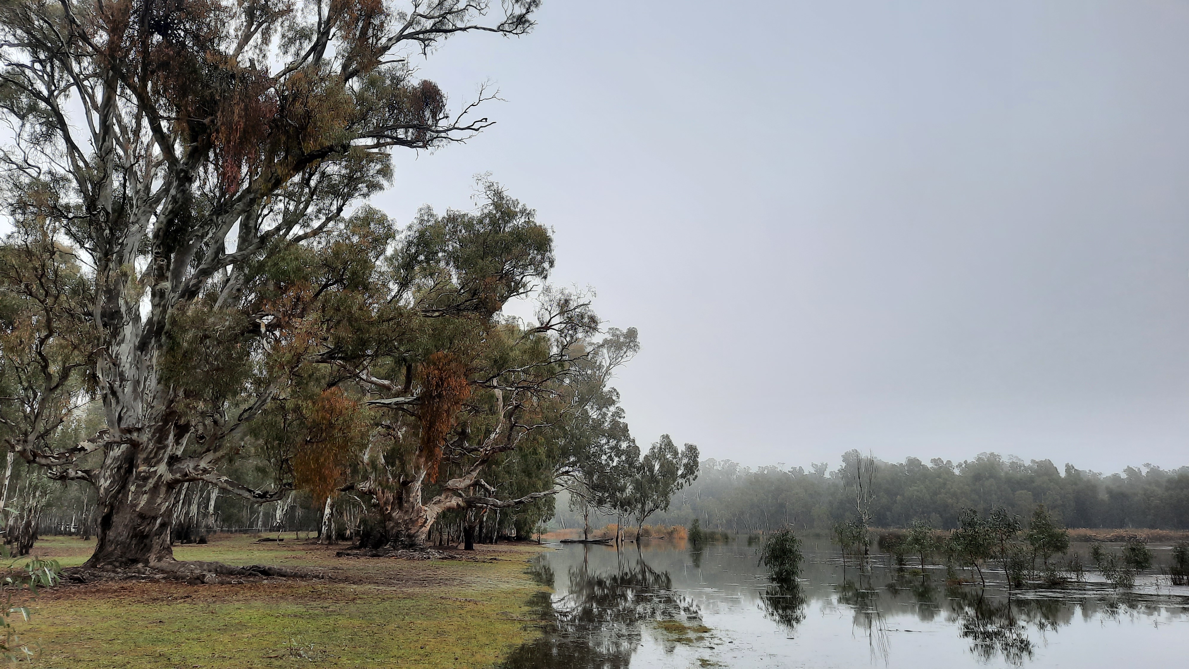 River Red Gum