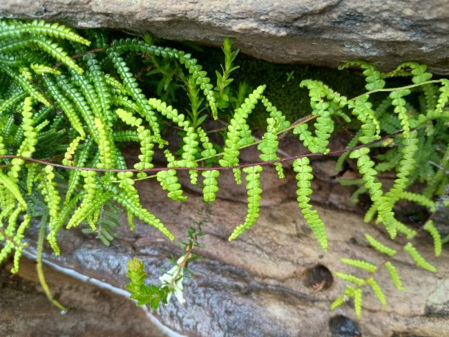 Rock Coral-Fern