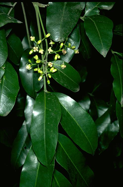 Rosewood