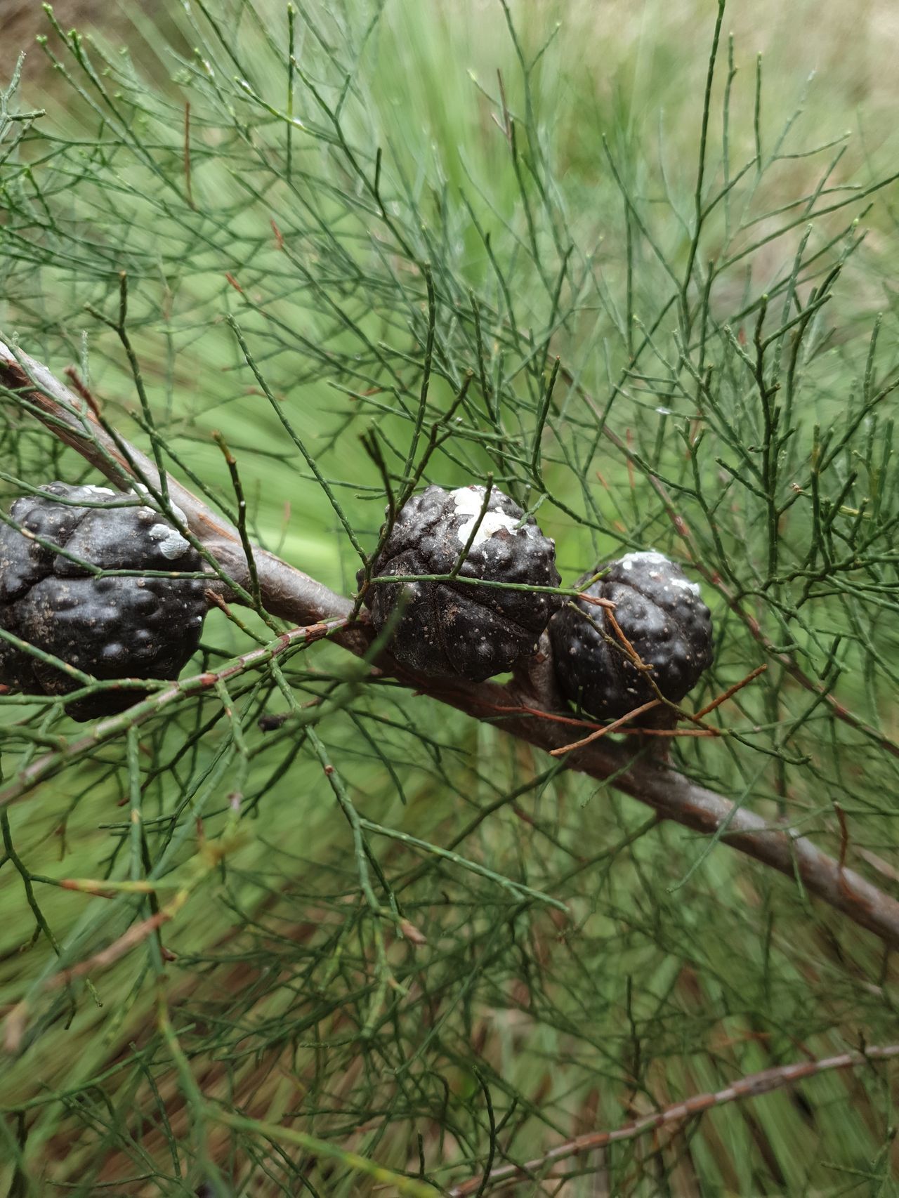 Rottnest Island Pine