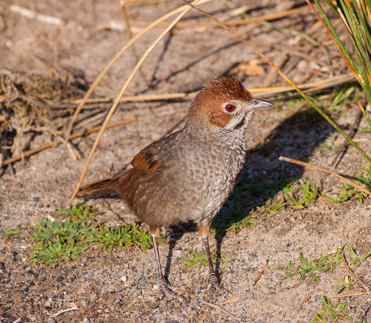 Rufous Bristlebird