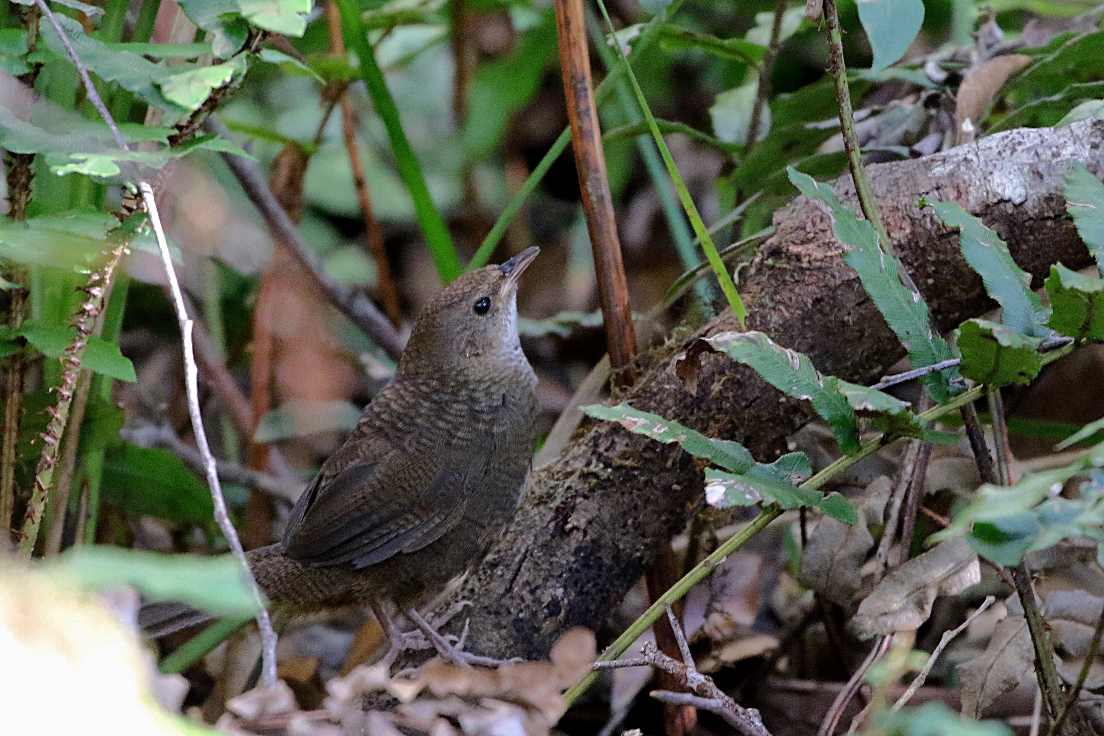 Rufous Scrub-bird