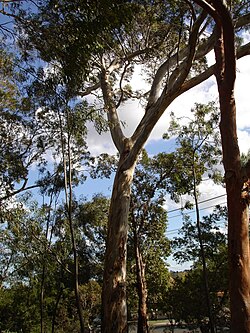 South Australian Blue Gum