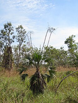 Sand Palm