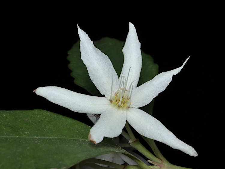 Sassafras