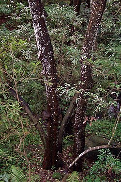 Scentless Rosewood