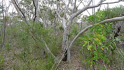 Scribbly Gum