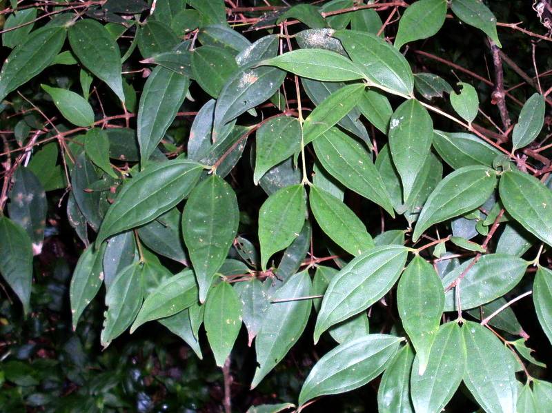 Scrub Turpentine