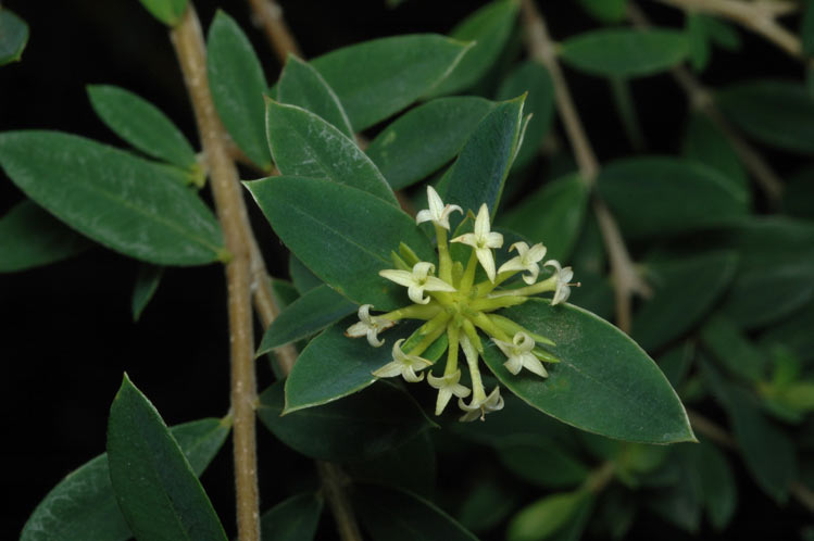 Shaded Rice-flower