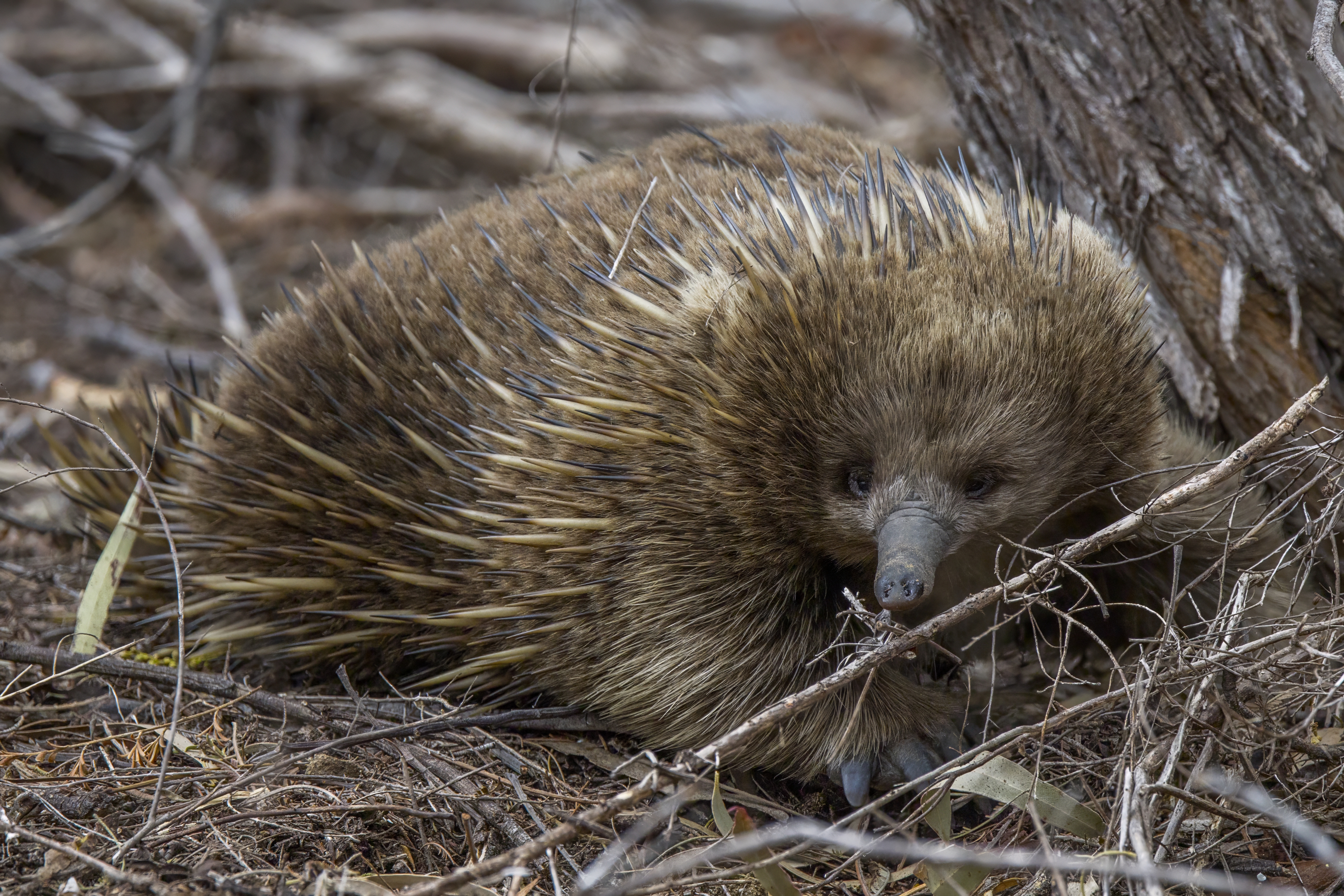 Short-beaked echidna