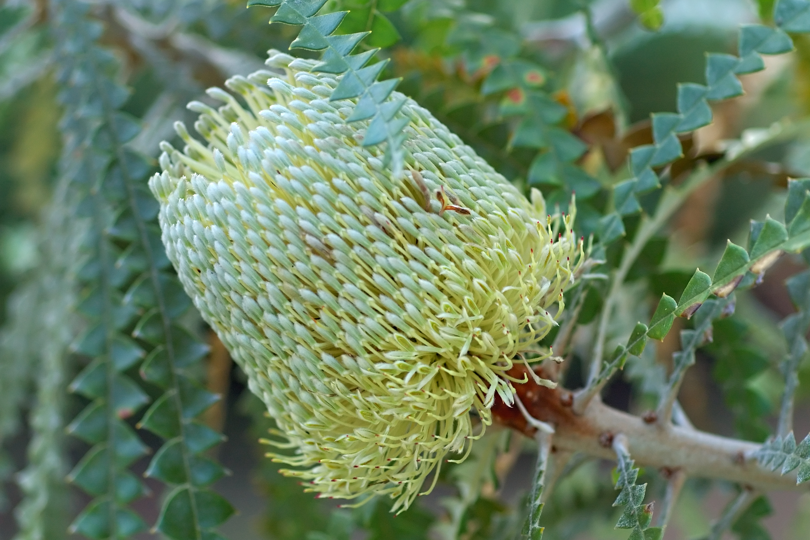 Showy Banksia