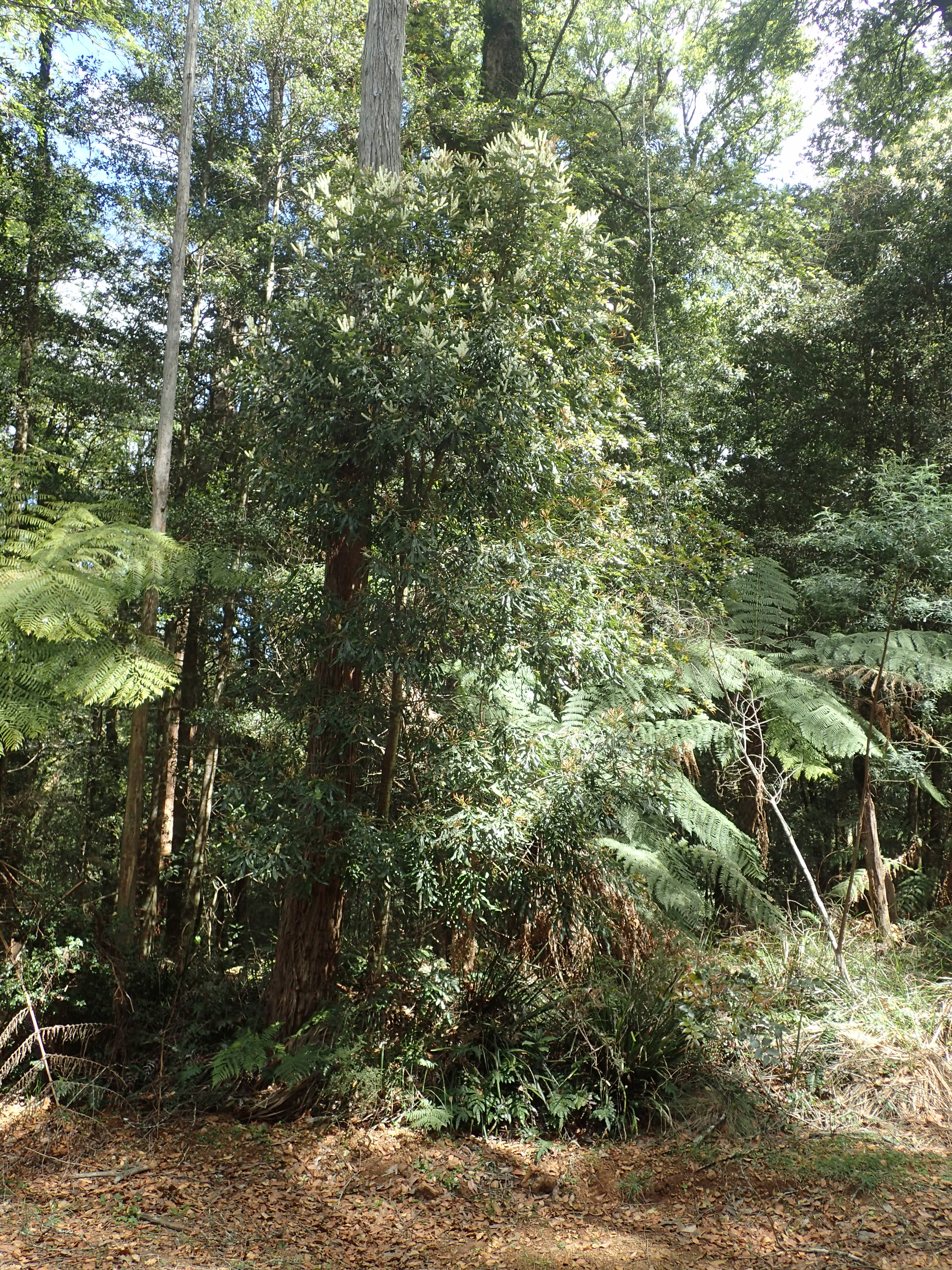 Silky Oak (White Beefwood)