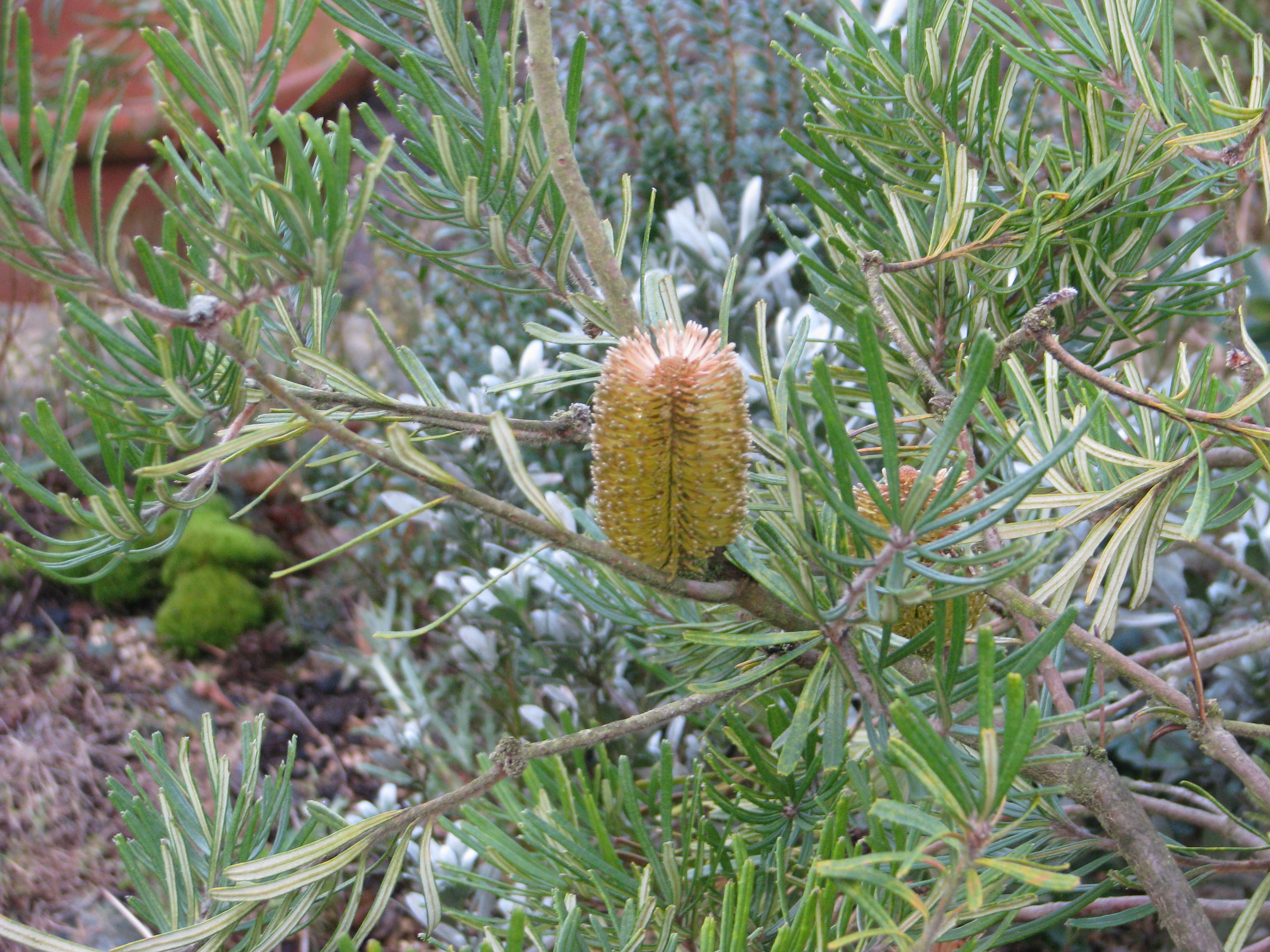 Silver Banksia