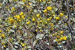 Silver Cassia