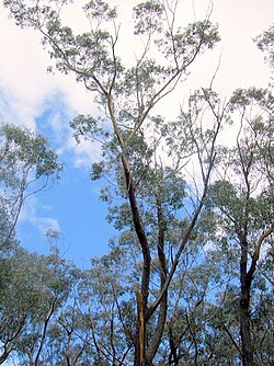 Silvertop Ash