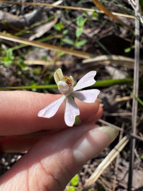 Slender Pink-Fingers