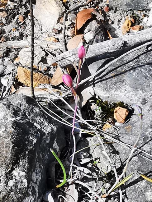 Small Pink Sun-Orchid