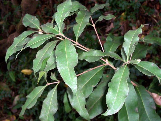 Smooth Mock-olive