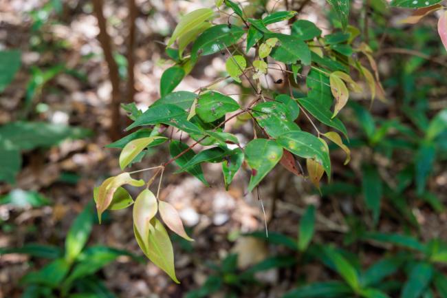 Smooth Scrub Turpentine