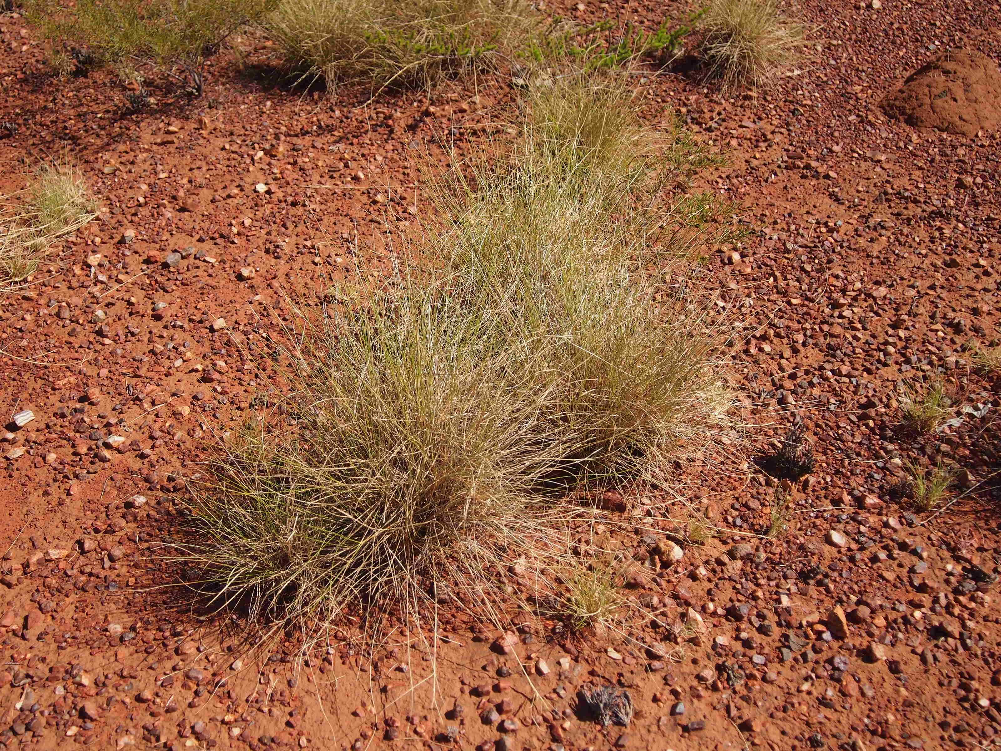 Soft Spinifex