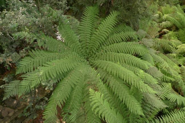Soft Treefern