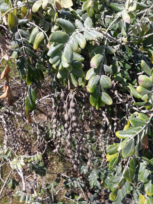Sophora