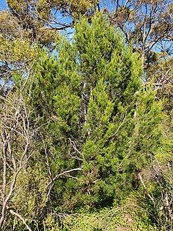 Southern Cypress-pine