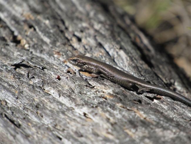 Southern Grass Skink