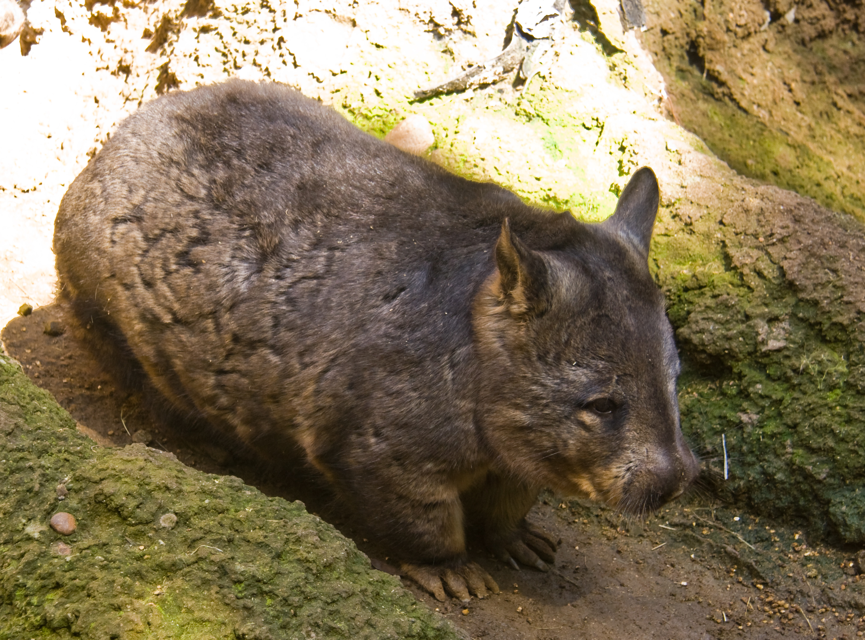 Southern hairy-nosed wombat