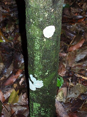 Southern Ochrosia