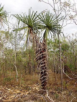 Spiral Pandanus