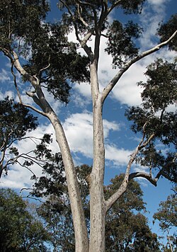 Spotted Gum