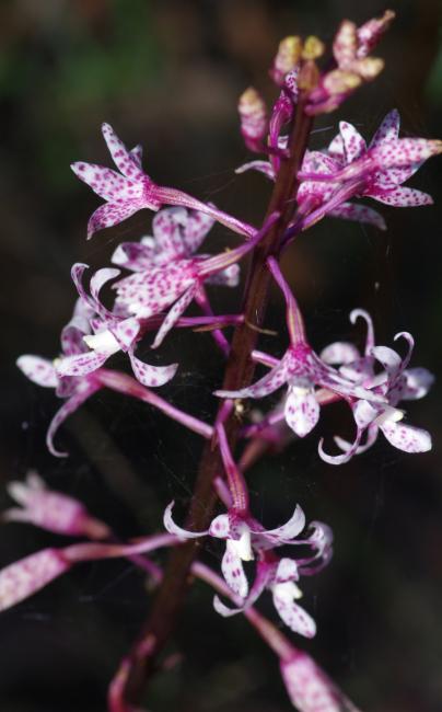 Spotted Hyacinth-Orchid